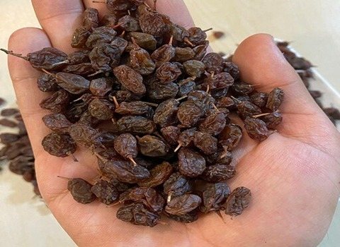تصویر 3 از فروش ویژه کشمش آبگیری تاکستان